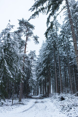 Bäume in Winterlandschaft Ansicht Unten