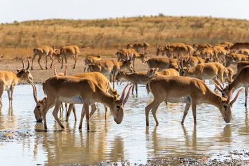 Herd Saiga antelopes or Saiga tatarica at water place in steppe