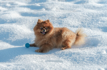 Lovely Pomeranian dog in the snow