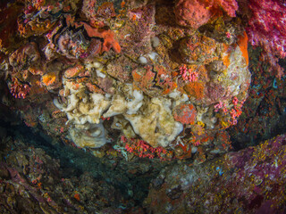 Fototapeta na wymiar Sea sponges growing under a rock (Mergui archipelago, Myanmar)