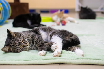 the cat, releasing its claws, sleeps and basks on the mat on the floor of the shelter among many...
