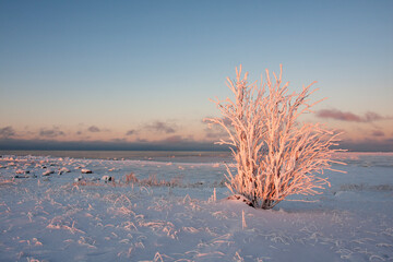 Snow and frost have covered the branches and grass growing on the coast of the sea. The light from the setting sun has lit the snowy and frosty bush during sunset in Northern Estonia, Europe