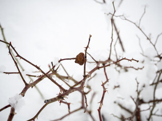 Snow on branches in the pyrenees