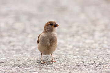 Curious bird. Cute small house sparrow, Passer domesticus standing on the srteet