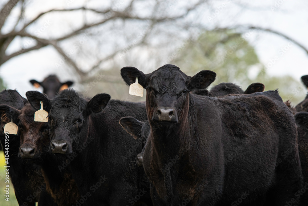 Wall mural Black Angus calves looking at camera