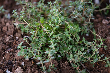 German thyme growing in garden soil