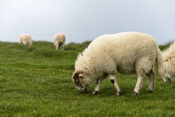 Fototapeta premium Sheep eating grass outdoors in Ireland