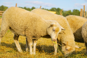 Obraz premium Light lamb eats hay close up. Pets.