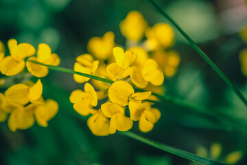 Fleur jaunes macro