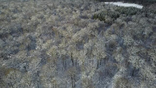 Belgique Wallonie Gaume Neige hiver bois foret Ardennes