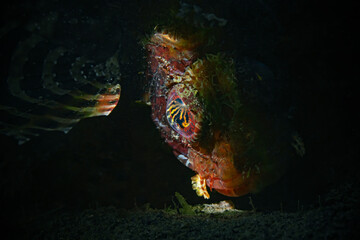 Shortfin Lionfish , Kurzflossen Zwergfeuerfisch (Dendrochirus brachypterus)