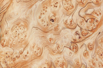 Wood burl texture background. High resolution image of exotic hardwood veneer grain burr.  - 404441946
