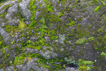 Green moss on a rock texture background. High resolution image of green moss, Bryophyta - 404442101