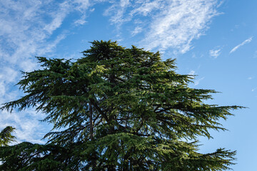 Majestic crown of Himalayan cedar, Cedrus Deodara (Deodar cedar, Himalayan cedar) against blue sky with white clouds. Close-up. Himalayan cedars in landscape parks of resort town of Sochi.