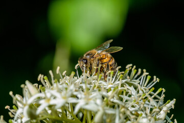 Biene sammelt im Frühling Nektar und Blütenstaub auf den Blüten der Gartenpflanze Hartriegel