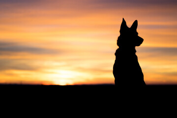 Portrait of beautiful German Sheppard dog, with warm sunbeams sun’s rays light with flare illuminating the subject and silhouette