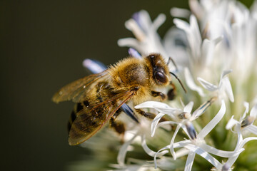 Makro einer Biene auf dem Blütenstand der Gartenpflanze Hartriegel im Frühling