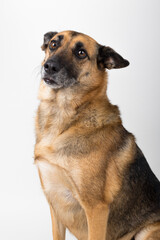 A Beautiful German Sheppard. Animal portrait against white background.