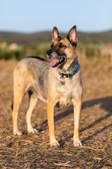 Portrait of beautiful German Sheppard dog, walking in a beautiful magical mountain forest with warm sunbeams sun’s rays light with flare illuminating the subject.