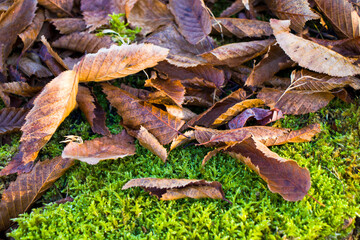Macro and close-up of moss and autumn leaves on the land