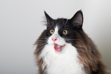 Fototapeta premium Portrait of beautiful black and white long-haired Norwegian Forest Cat, sitting in front of camera and isolated on white background