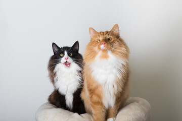 Portrait of two beautiful black, white and orange long-haired Norwegian Forest Cat, sitting in...