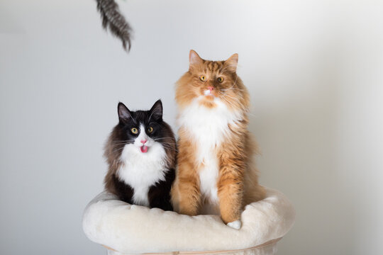 Portrait of two beautiful black, white and orange long-haired Norwegian Forest Cat, sitting in front of camera and isolated on white background
