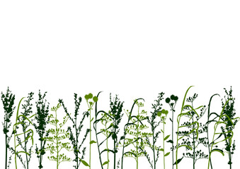 Fototapeta na wymiar Green wild herbs border - flowering meadow grasses on white background - natural decorative element