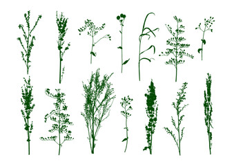 Green wild herbs isolated on white - set of field grass silhouettes - elements for natural design