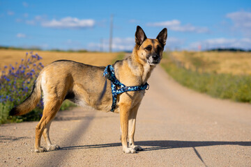 Portrait of beautiful German Sheppard dog, walking in a beautiful magical mountain forest with warm sunbeams sun’s rays light with flare illuminating the subject.