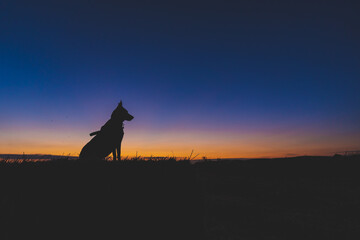 Naklejka na ściany i meble Portrait of a Beautiful German Sheppard standing during sunset, silhouette
