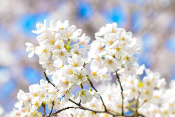 Spring cherry blossom garden.