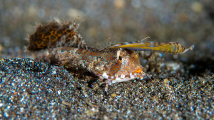 Fingered dragonette crawling around on dive site - Dactylopus dactylopus