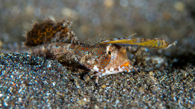 Fingered dragonette crawling around on dive site - Dactylopus dactylopus