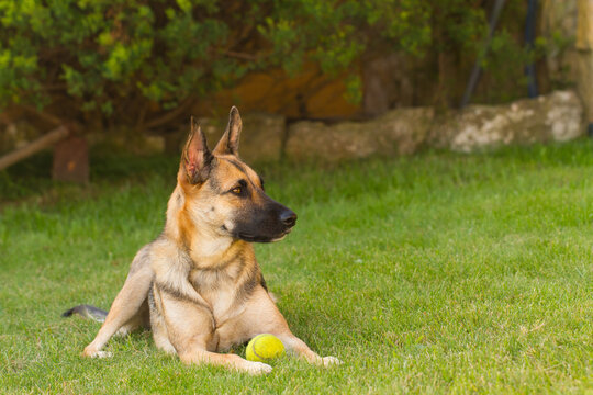 Portrait of beautiful German Sheppard dog, playing in the backward garden