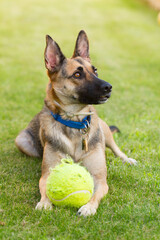 Portrait of beautiful German Sheppard dog, playing in the backward garden
