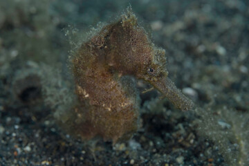Seahorse camouflaging with its surroundings - hippocampus kuda