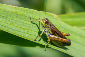 Agricultural pest Grasshopper or locust sitting on grass