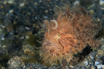  Hairy Frogfish - Antennarius striatus