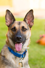 Portrait of beautiful German Sheppard dog, playing in the backward garden