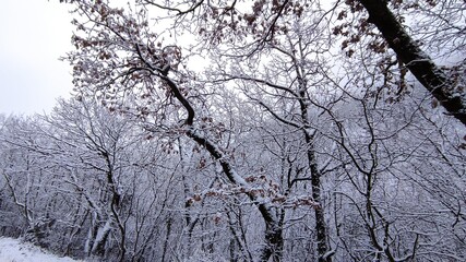 Neve sui rami degli alberi in montagna