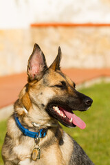 Portrait of beautiful German Sheppard dog, playing in the backward garden