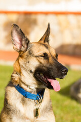 Portrait of beautiful German Sheppard dog, playing in the backward garden