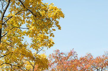 Blue clear sky background with yellow leaves tree and red leaf tree. Fall autumn season nature