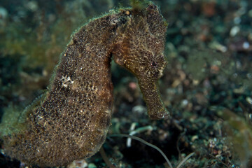 Seahorse camouflaging with its surroundings - hippocampus kuda