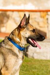 Portrait of beautiful German Sheppard dog, playing in the backward garden