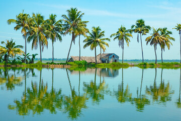 palm trees on lake with reflection,Cocunut tree,Kerala backwaters Alleppey 