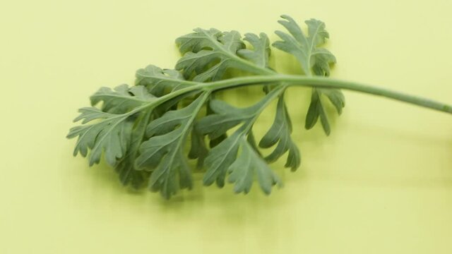 Showing to camera a branch of Artemisia absinthium, commonly called wormwood on yellowish background