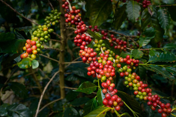 Obraz premium Raw or ripe red branch of Arabica and Robusta and organic coffee berries beans on tree. Farmer crop fruit at farm in Java.