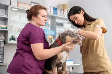 confident doctors are doing medical treatment in modern veterinary clinic
